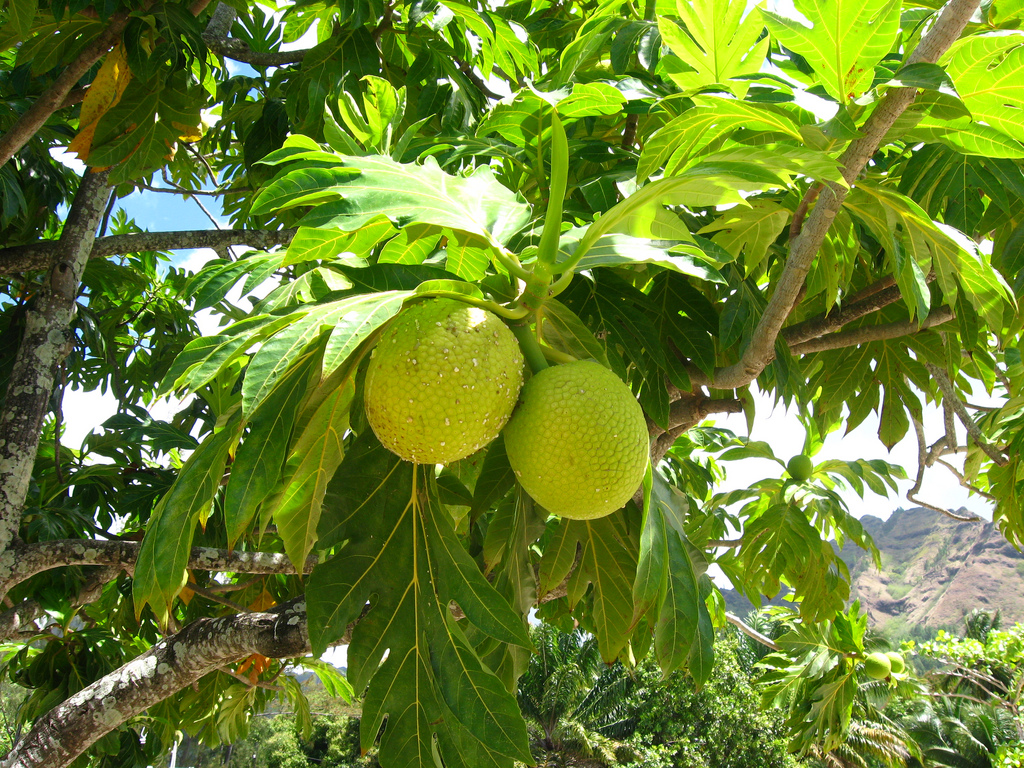 Breadfruit by ap2il Flickr