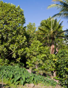 Foodforest, Kona, Hawaii (photo by Craig Elevitch)